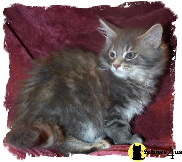 Maine Coon Kittens
