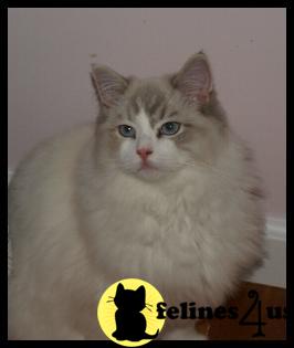 Cats for Sale
