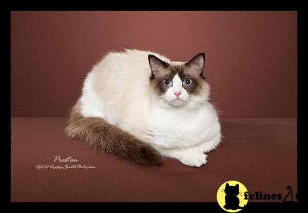 Cats for Sale