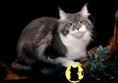 Cats for Sale