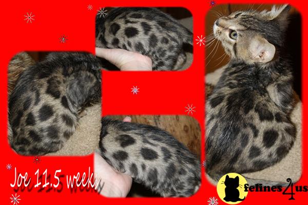 Bengal Kittens in Mississippi