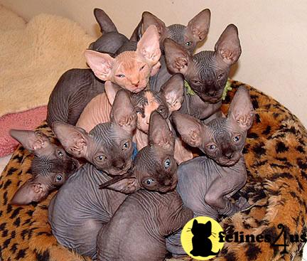 Kittens for Sale in Colorado