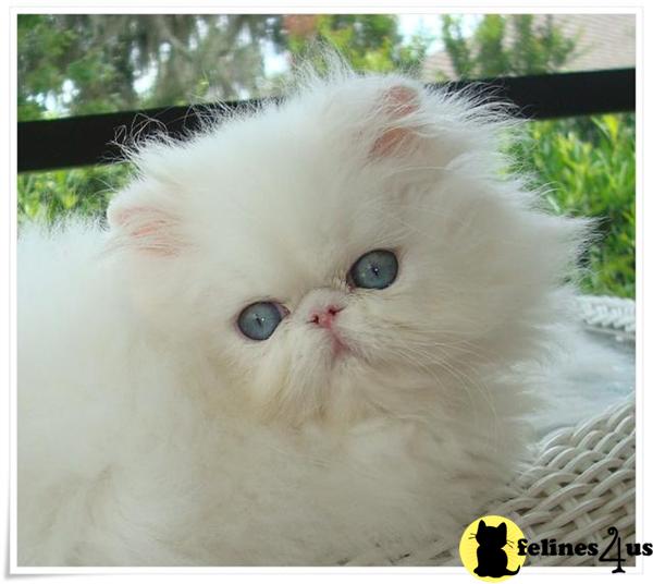Nice show blue Eyed white kittens