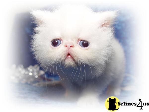 Persian Kittens