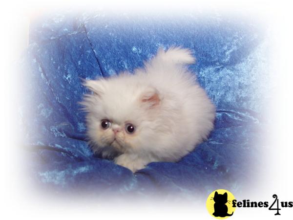 Kittens for Sale in Washington
