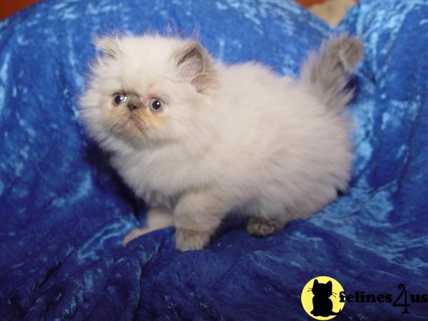 Kittens for Sale in Washington