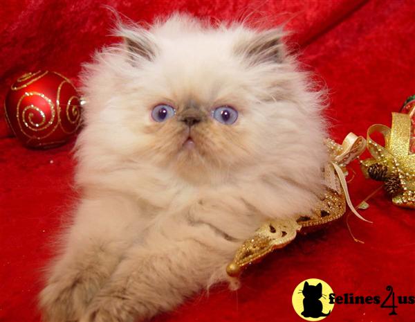 Himalayan Kittens