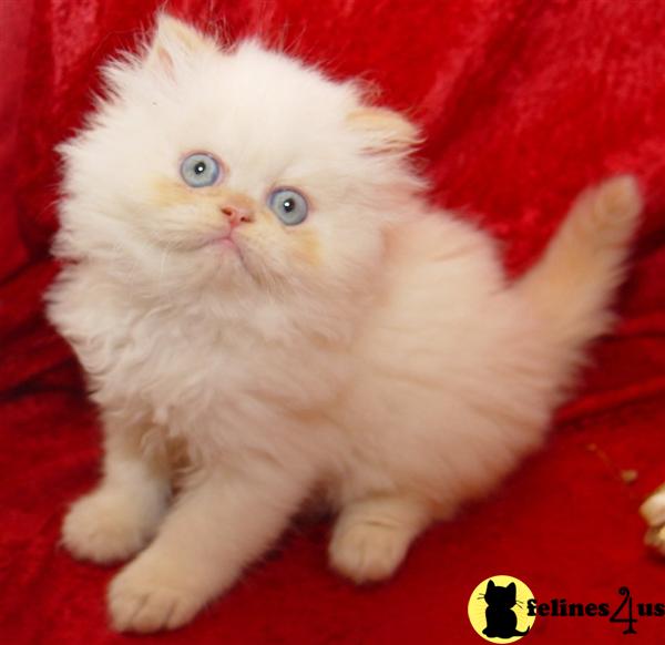 Himalayan Kittens