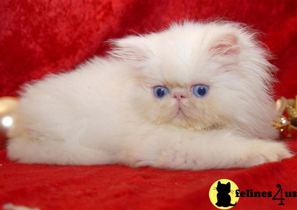 Kittens for Sale in Washington