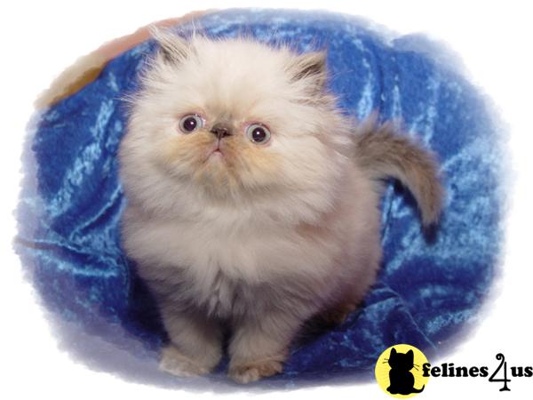 Kittens for Sale