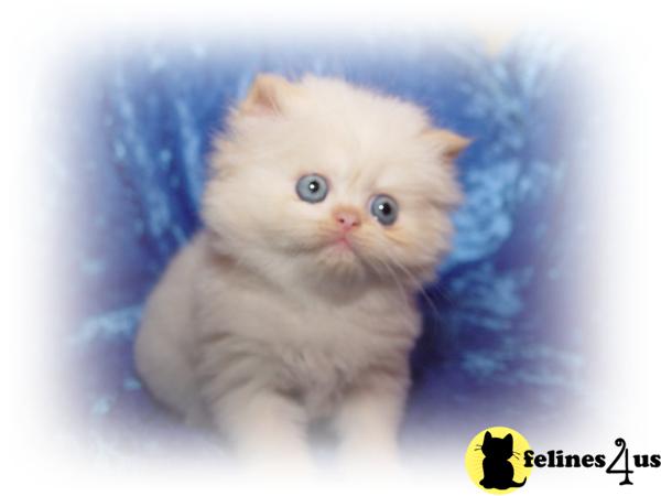 Kittens for Sale