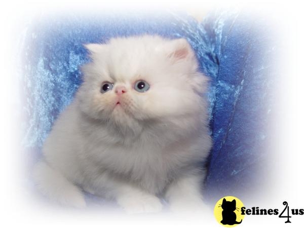 Kittens for Sale