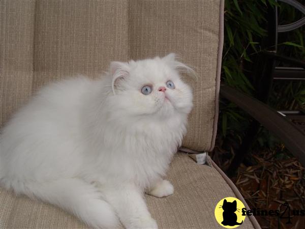 Kittens for Sale in Washington