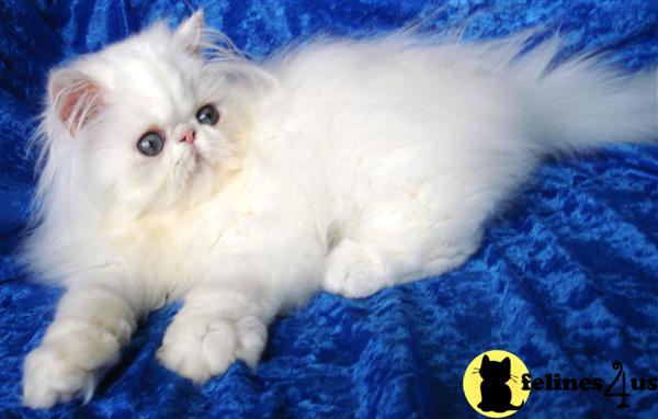 Kittens for Sale in Washington