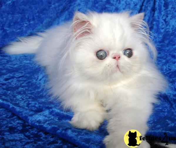 Kittens for Sale in Washington