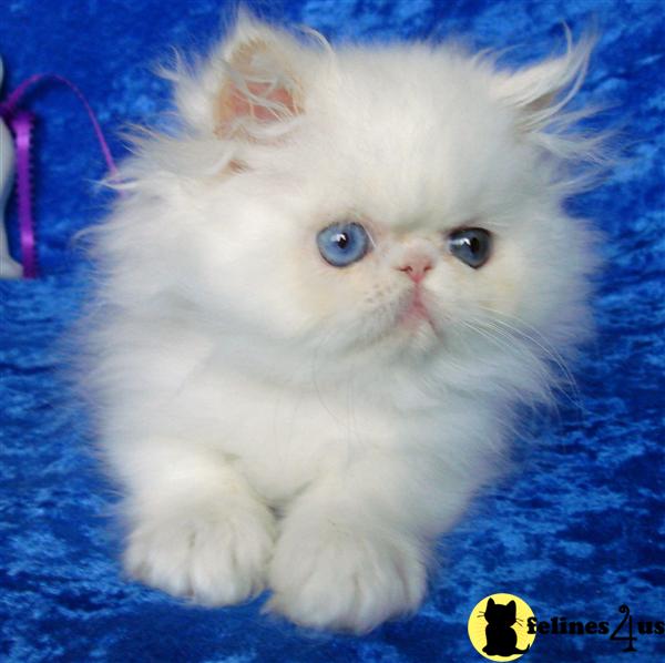 Kittens for Sale in Washington
