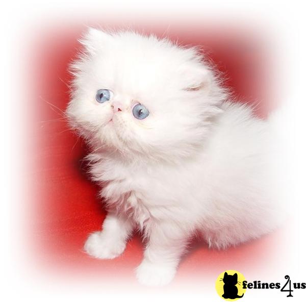 Himalayan Kittens