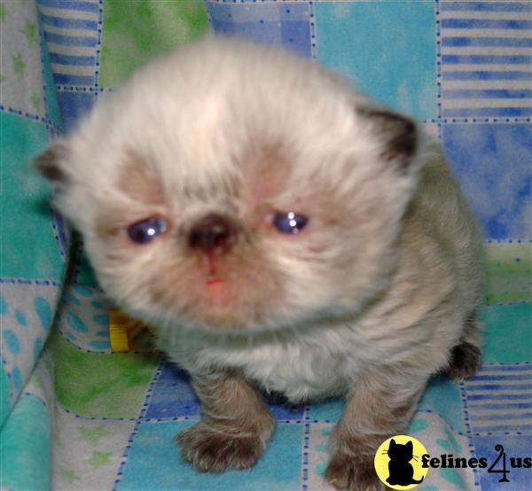 Himalayan Kittens