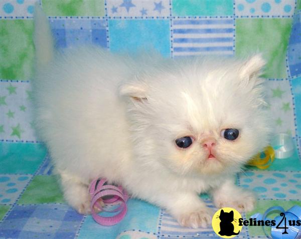 Himalayan Kittens