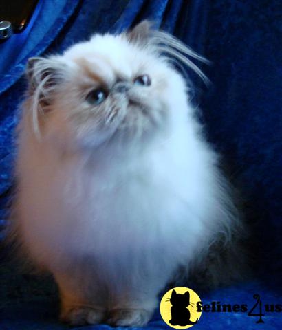 Top Quality Blue Creampoint Female