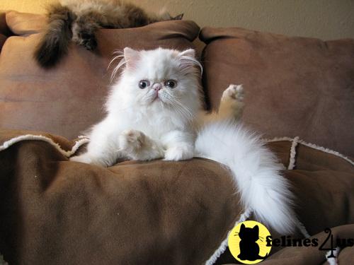 Kittens for Sale in Washington