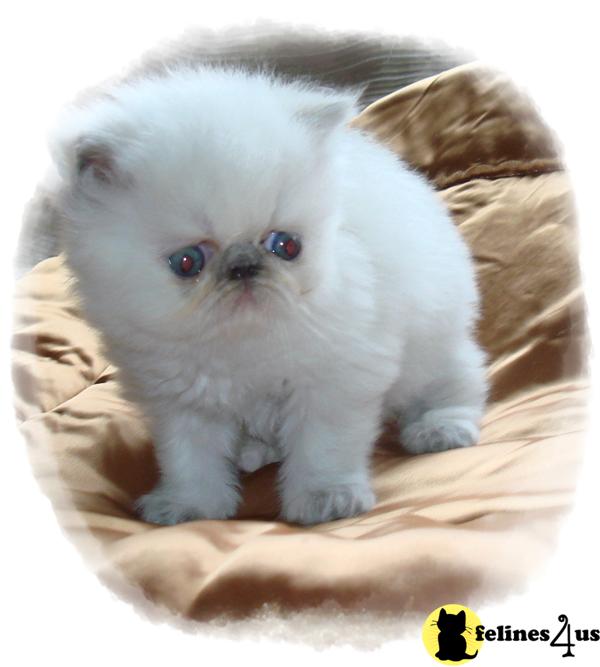 Kittens for Sale in Washington