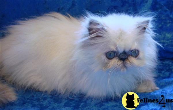 Kittens for Sale in Washington