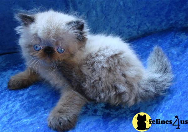 Kittens for Sale in Washington
