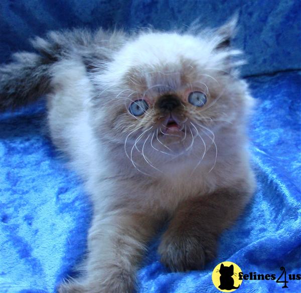Nice show quality persian kittens.