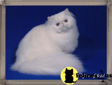 Cats for Sale