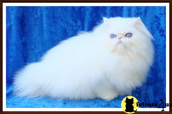Cats for Sale