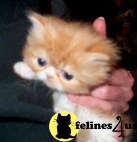 Kittens for Sale in Alabama