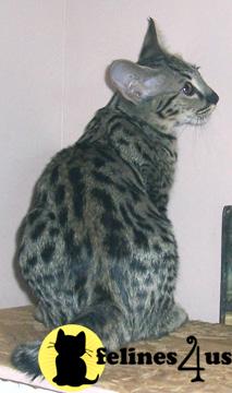Savannah Kittens