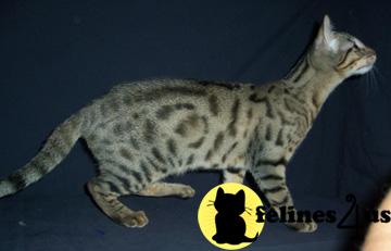 Savannah Kittens
