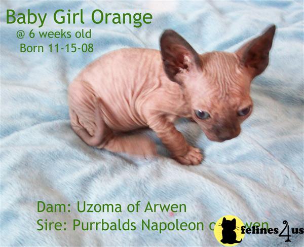 Kittens for Sale in Florida