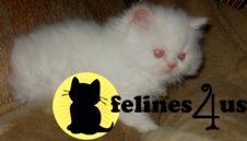 Himalayan Kittens
