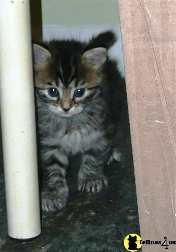 Siberian Kittens