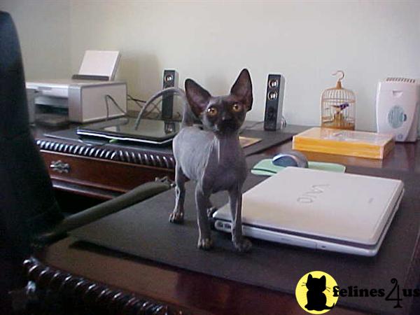 Hypoallergenic Cats