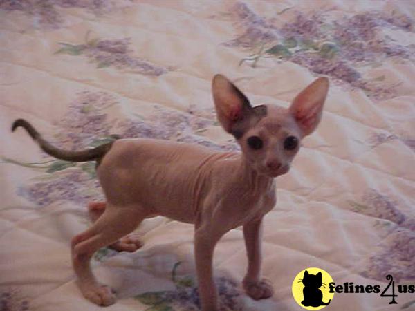 Kittens for Sale in Maryland