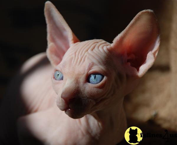 Kittens for Sale in New Jersey