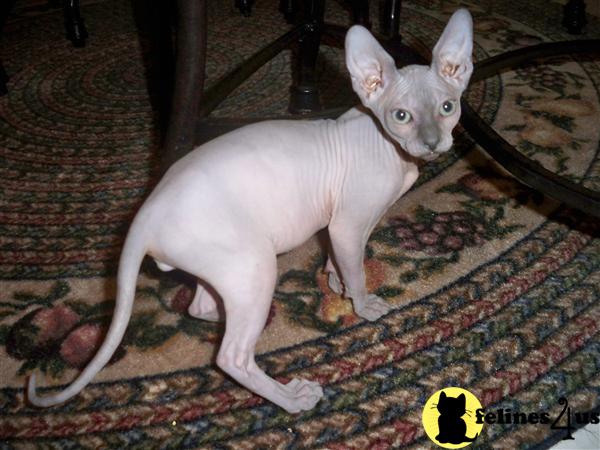 Hypoallergenic Cats