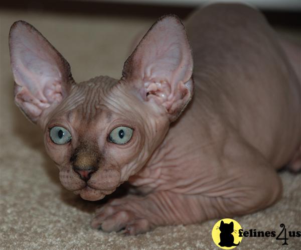 Kittens for Sale in New Jersey