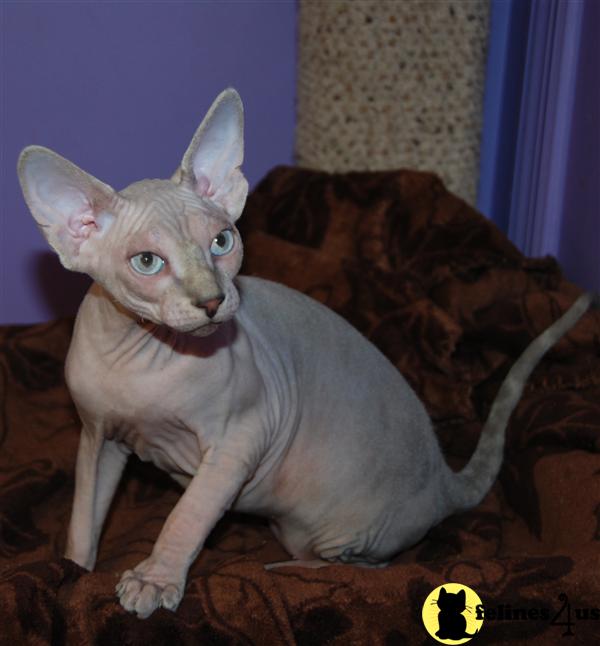 Sphynx Kittens