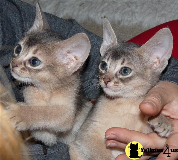 Abyssinian Kittens