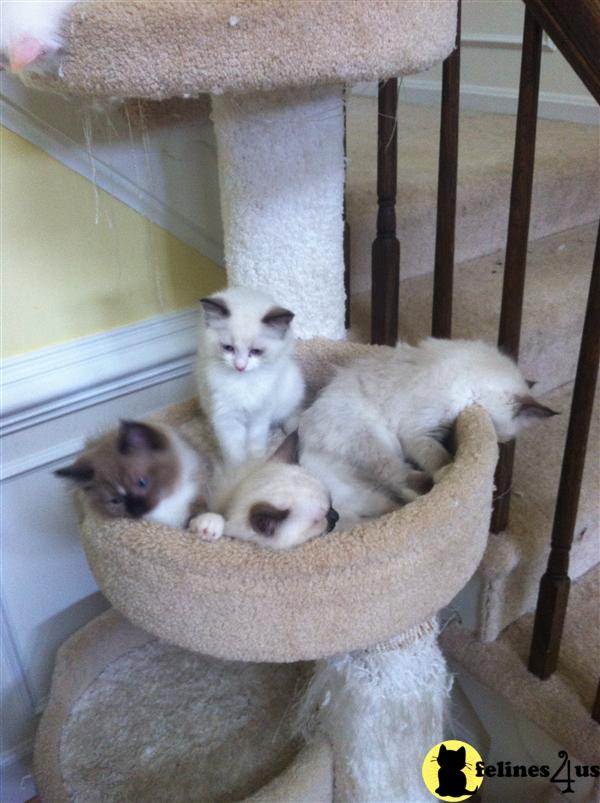 VA USA, Ragdoll Kittens