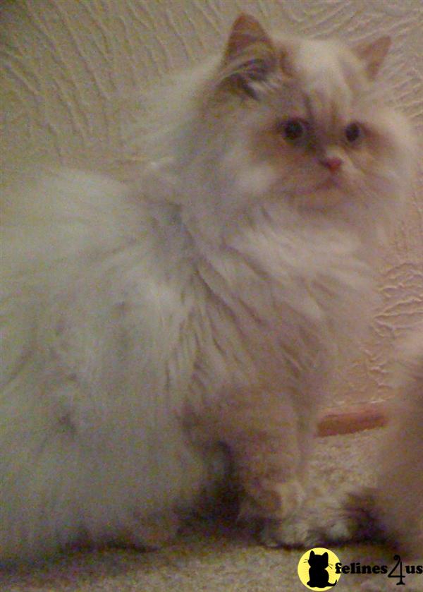 >>FLAME POINT<< STUD Striking ICE BLUE/GREEN eyed beauty w/ ANGORA FUR