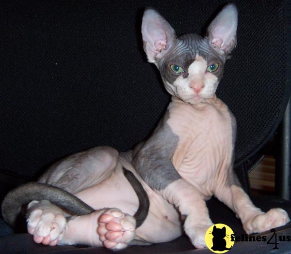 Kittens for Sale in Oklahoma