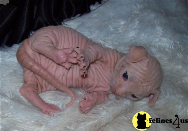 Sphynx Kittens