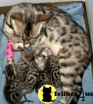 Bengal Kittens in Indiana