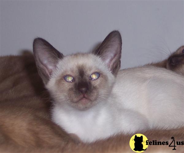 CFA Siamese chocolate point female